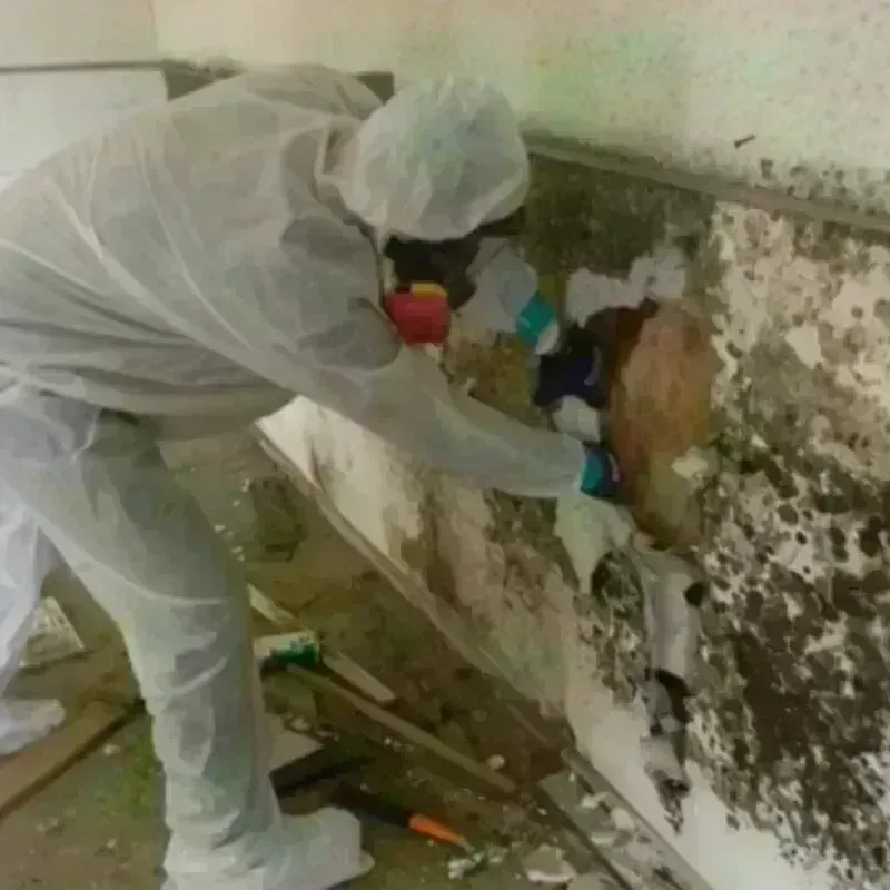 Mold Remediation and Removal in Rocky Ford, CO